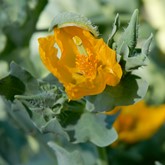 Yellow Hornpoppy